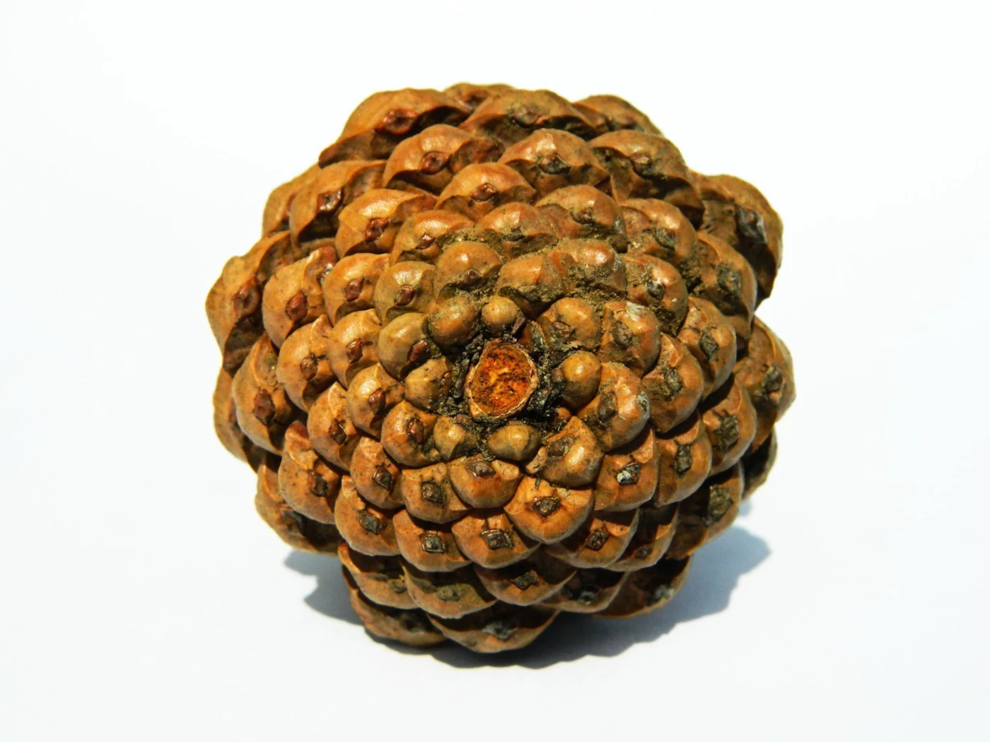 Forum Matt Loumeau Image8