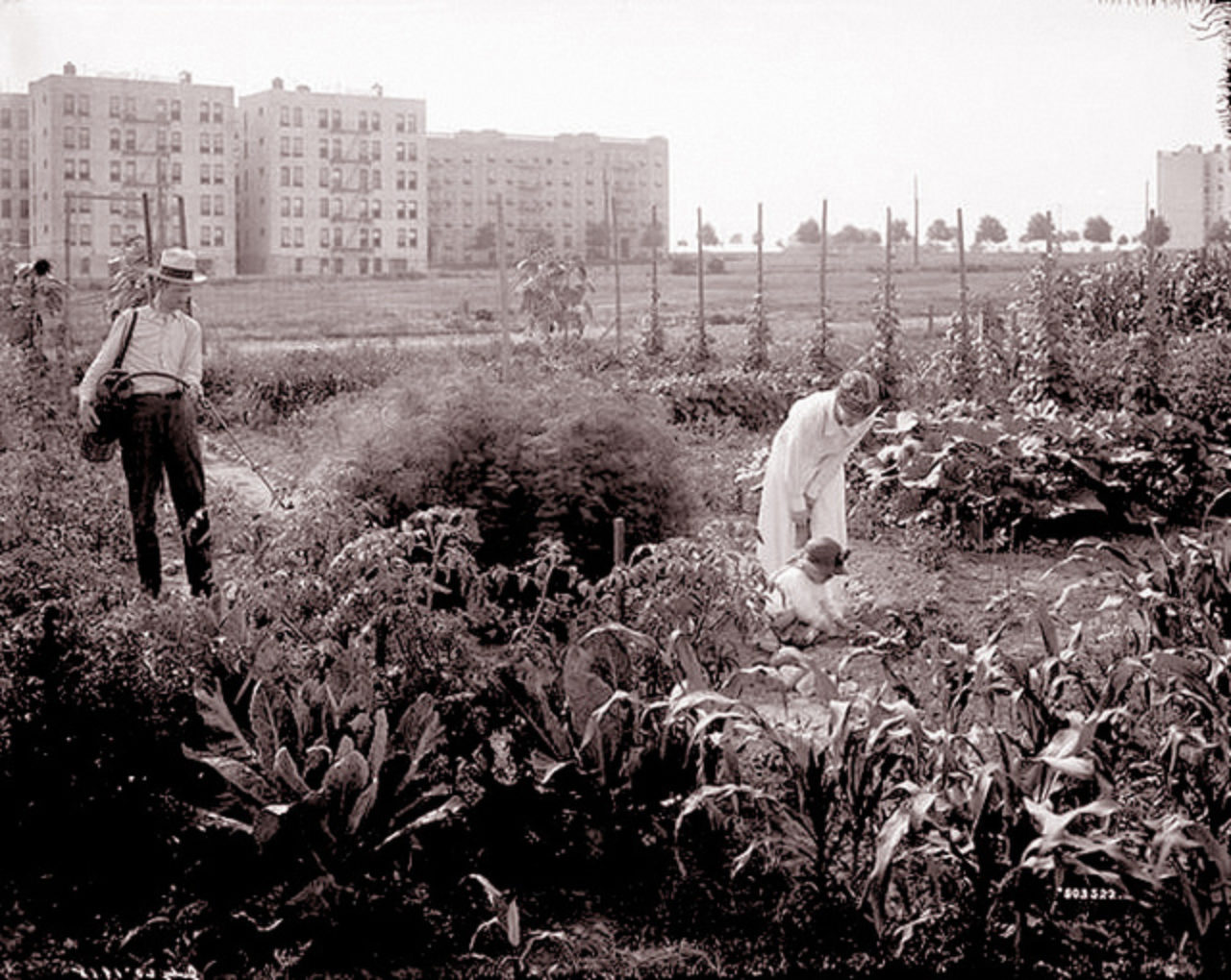 Victory Gardens